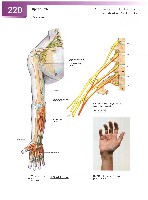Sobotta Atlas of Human Anatomy  Head,Neck,Upper Limb Volume1 2006, page 227